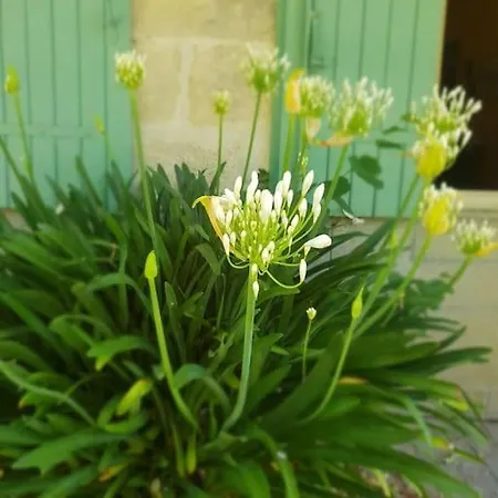 Belle Maison De Charme Villa Lussac (Gironde)
